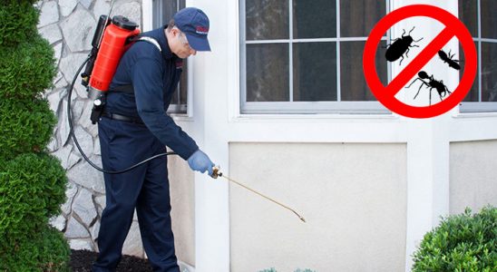 Bayrampaşa Fare İlaçlama böcek ilaçlama ve haşere kontrolü — ilaclama-tr.com